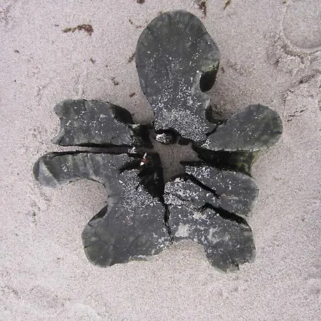 Strandstr_51 Wohnungsnr_12 * Zingst